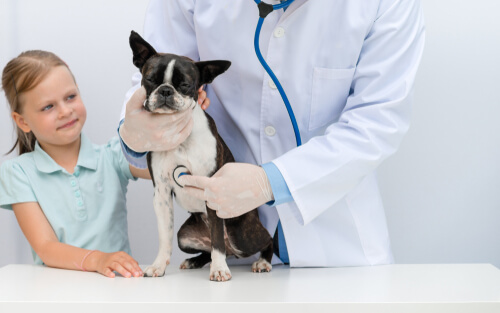 ¿Cómo ahorrar algunas visitas al veterinario?