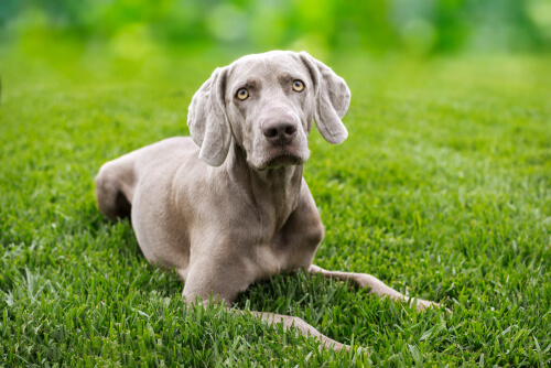 El weimaraner es una de las razas grandes