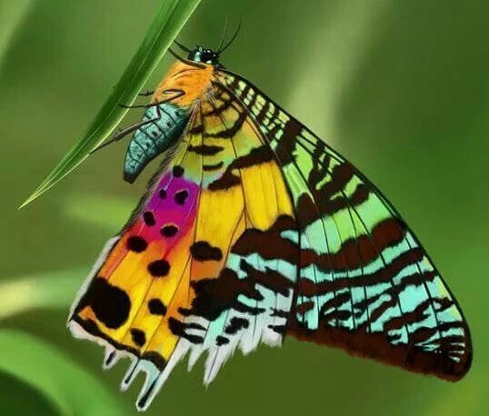 La Chrisridia ripheus es la mariposa más colorida del mundo.