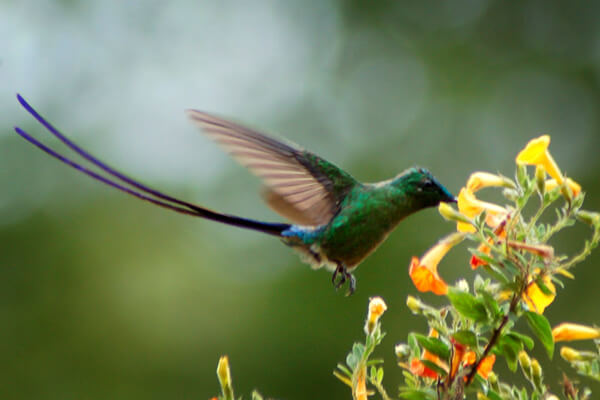 Colibrí coludo de Caripe, un colibrí de Venezuela.