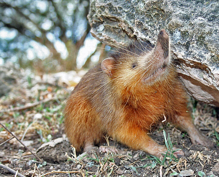 Ejemplar de almiquí (Solenodon paradoxus)