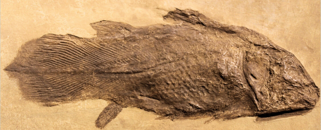 El celacanto, un fósil viviente.
