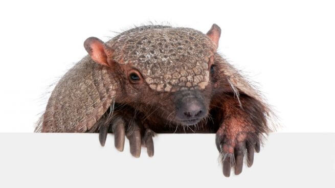mamíferos desdentados