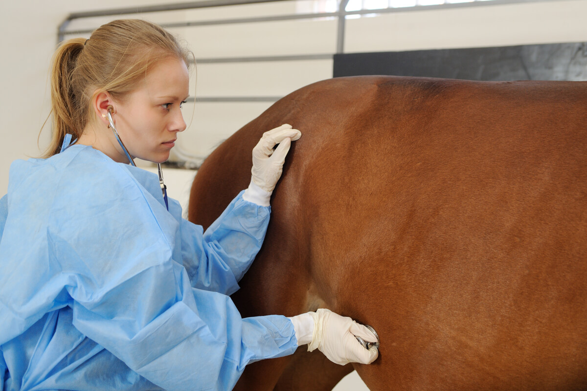 Equine adenitis can be fatal.