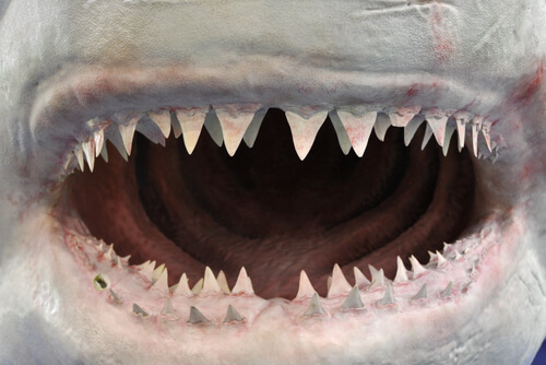 Hocico y dientes de tiburón de cerca.