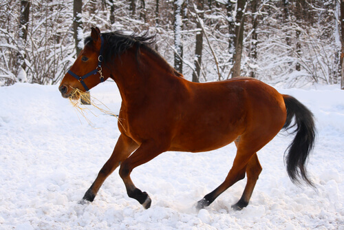 La fuerza del caballo de Estonia