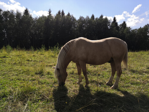 El caballo de Finlandia es encantador.