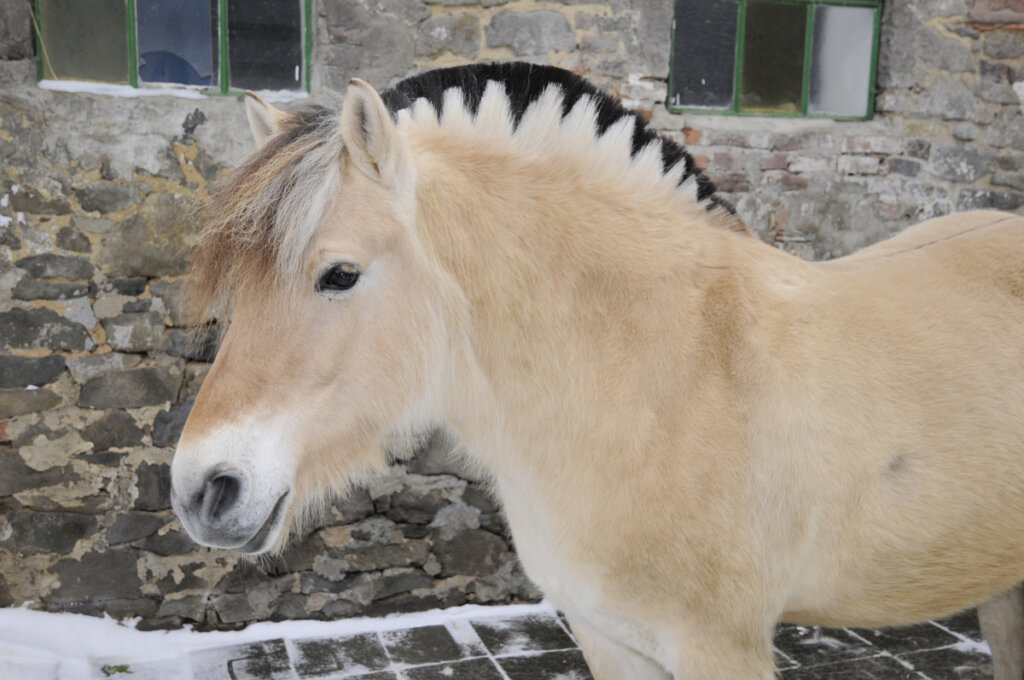 El caballo fiordo: un pequeño titán