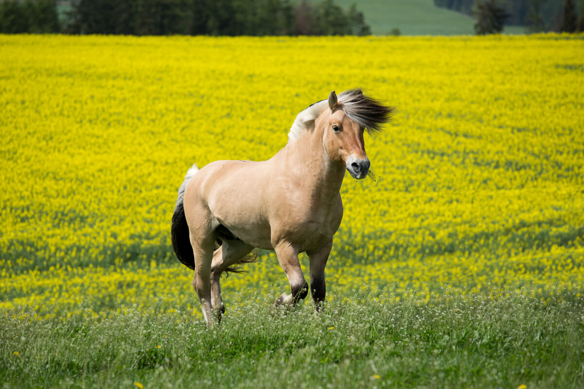 Un caballo fiordo sobre un campo de flores.