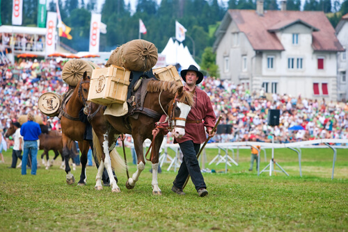El caballo Freiberger es muy apreciado en su país, Suiza.