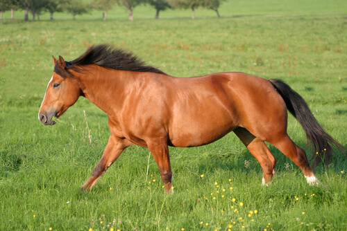 La época dorada del caballo Franches-Montagnes