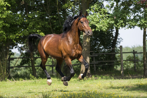 El caballo Maremmano corriendo sobre la hierba.