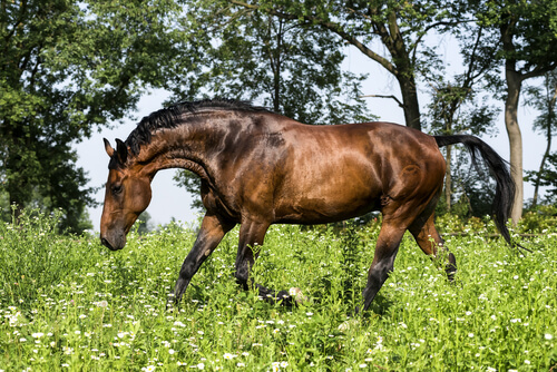 El caballo Maremmamo es de origen italiano.