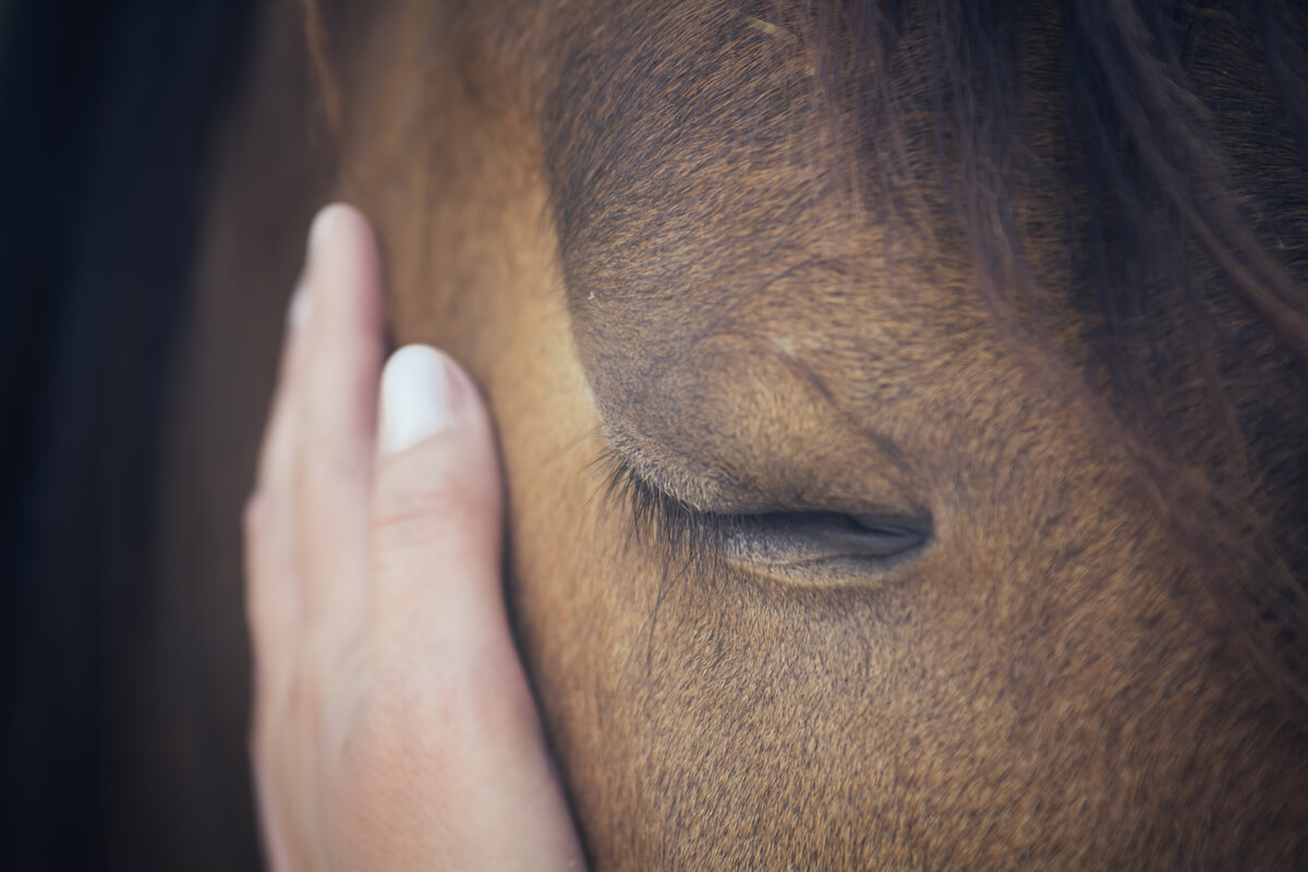 Um cavalo com os olhos fechados.