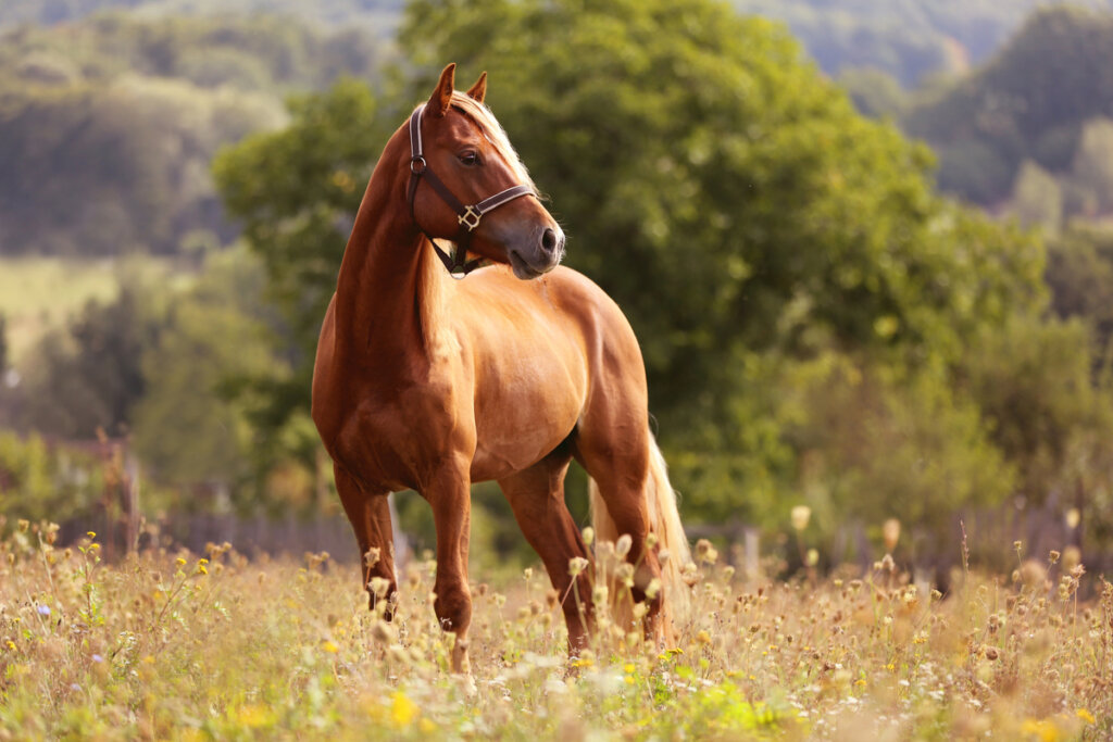 Un precioso caballo de carreras.