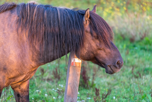 Un caballo que se rasca por sarna.