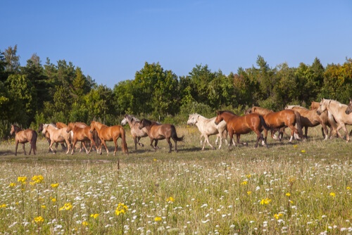 Horda de caballos de Estonia.