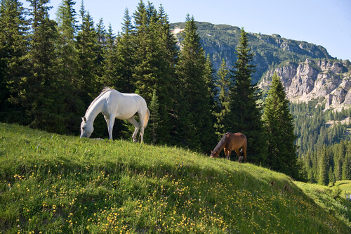 Caballos Franches-Montagnes pastando en los Alpes suizos.