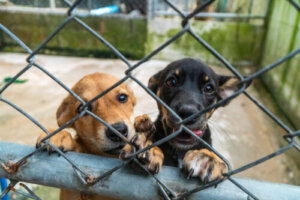 Cachorros y perros de refugio: ¿cómo es su crianza?
