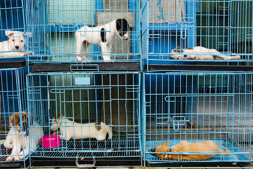 Cachorros en jaulas.