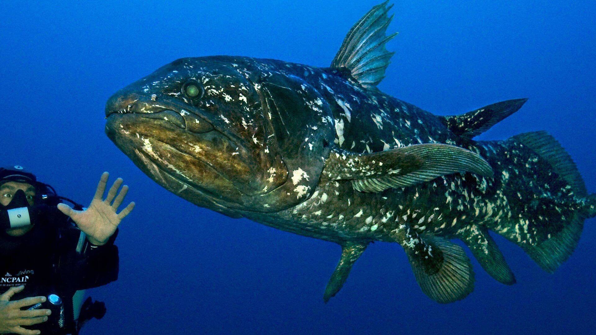 Ejemplar de celacanto nadando en el mar.