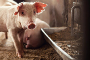Crisis actuales en salud animal: el problema de la peste porcina africana