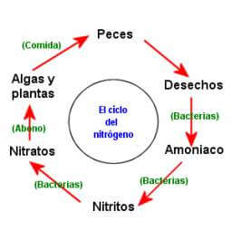 El ciclo del nitrógeno.