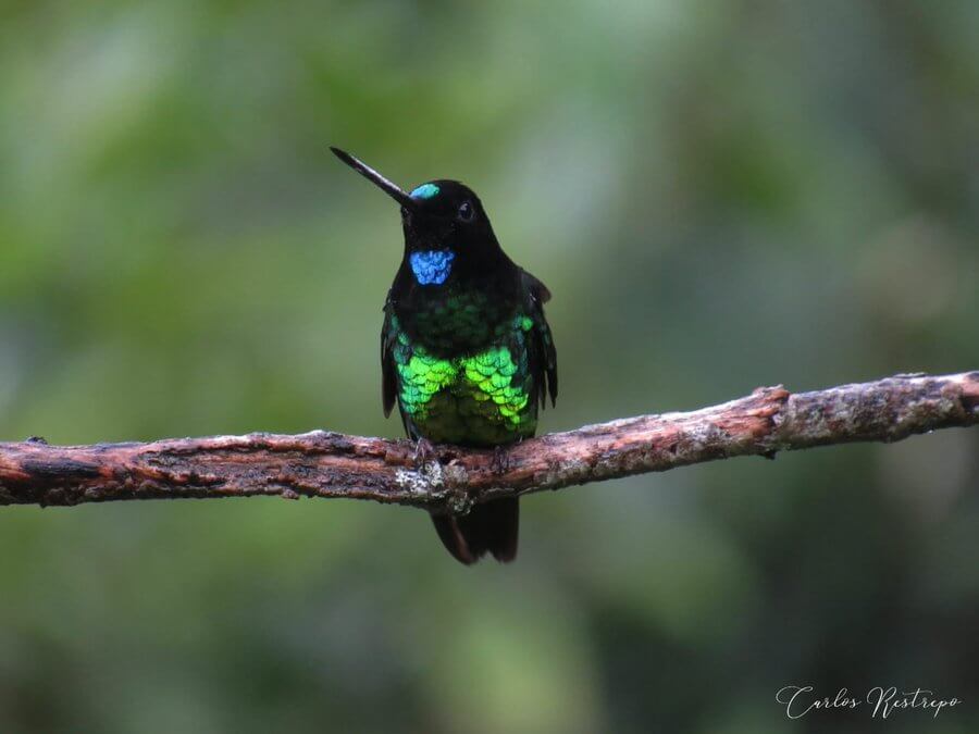 Coeligena orina, un colibrí de Colombia.