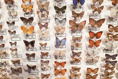 El museo entomológico CURLA: mariposas protagonistas