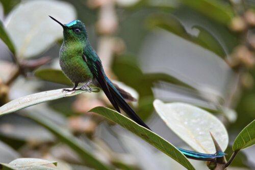 Colibrí coludo azul de frente.