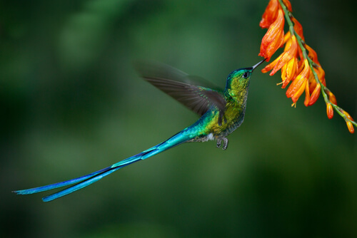 El colibrí coludo azul es un ave única.