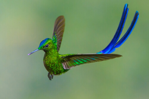 El colibrí coludo azul de los bosques nublados andinos