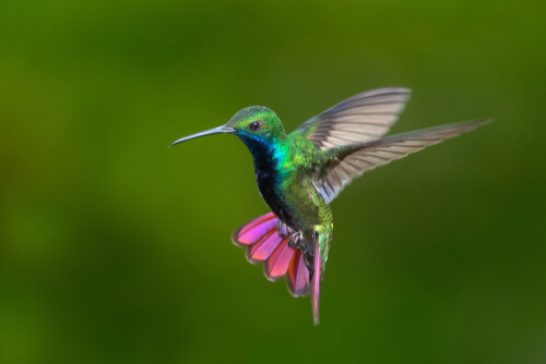 Colibríes de Colombia y Venezuela: belleza a todo color