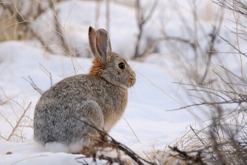 A rabbit in winter.