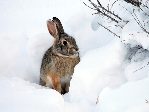 Karda bir tavşan.