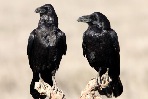 Pareja de cuervos (Corvus corax).
