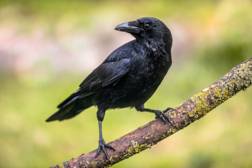 ¿En qué se diferencian la corneja negra y el cuervo?