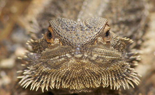 Dragón barbudo de frente.