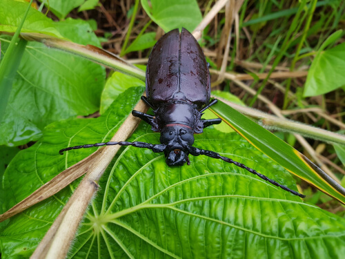 El Titanus giganteus es el insecto más grande del mundo.