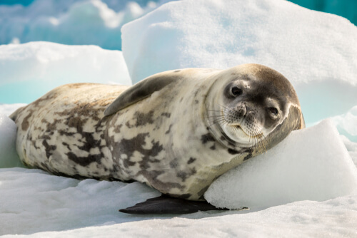 Diferencias entre focas y leones marinos