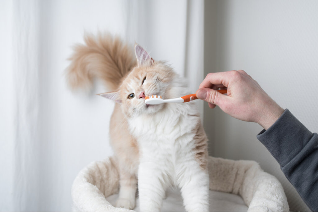 Cuidado de los dientes del gato: cómo y por qué