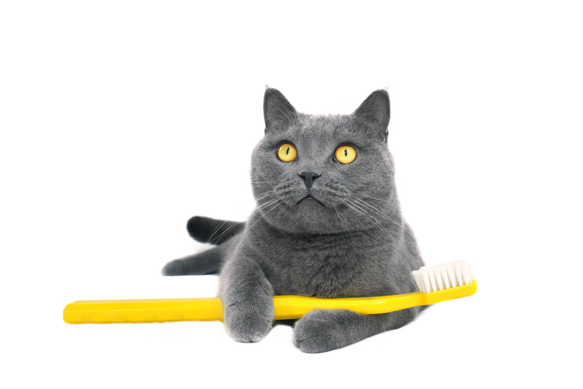 Un gato con un cepillo de dientes.