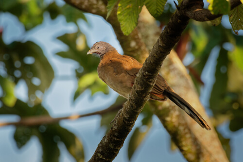 Ortalis cinereiceps, una especie de guacharaca.