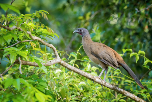 La guacharaca culirroja, un ave del trópico