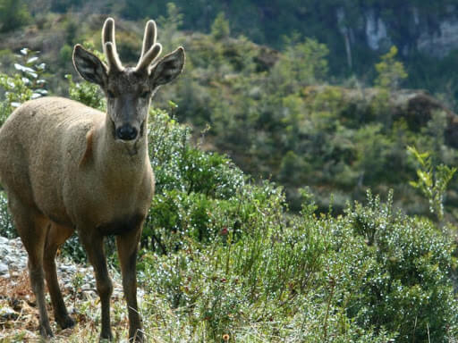 Espécimen de huemul en su hábitat natural.