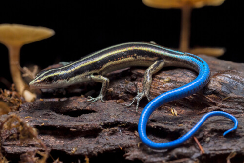 Emoia caeruleocauda, el lagarto de cola azul.