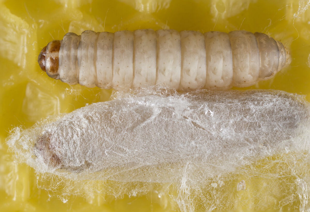 Larva y pupa de un gusano.