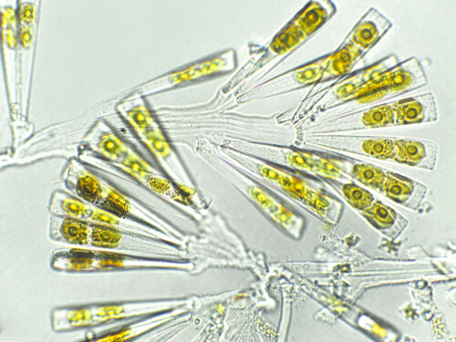 Licmophora sp. algae bajo el microscopio.