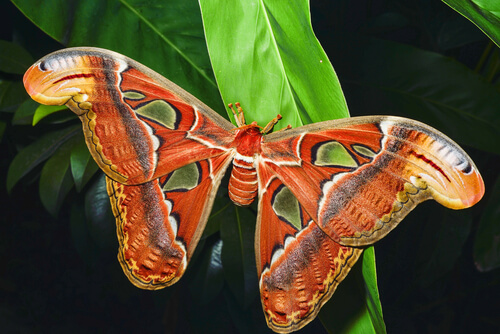 La mariposa Attacus atlas es la más grande del mundo.