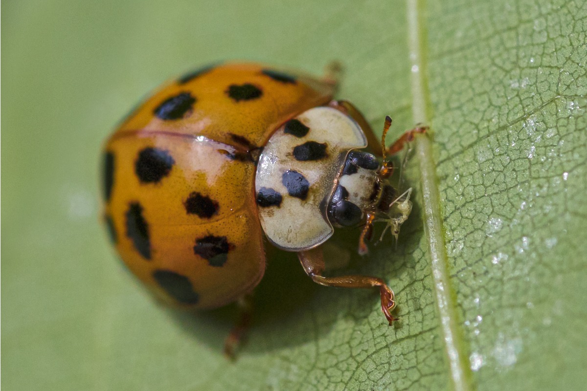Una mariquita asiática.